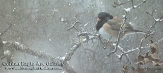 Junco in Winter