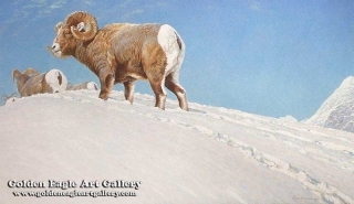 Last Look - Bighorn Sheep