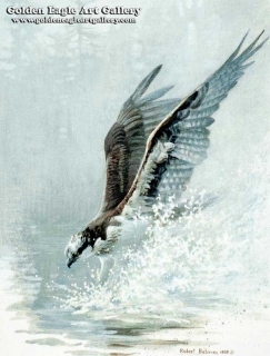 Lunging Osprey