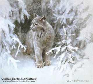 Lynx in Snow