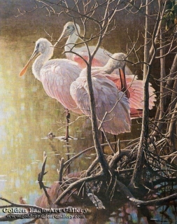 Mangrove Morning - Roseate Spoonbills