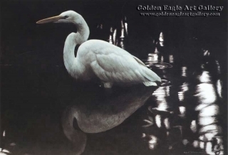 Mangrove Shadow - Common Egret