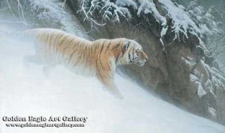 Momentum - Siberian Tiger