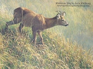 Morning Dew - Roe Deer