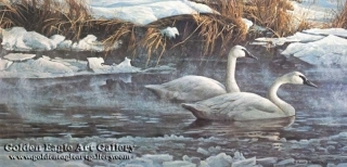 Morning on the River - Trumpeter Swans