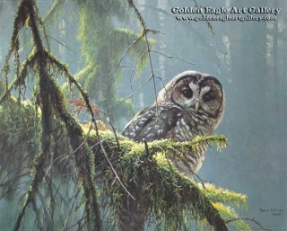 Mossy Branches - Spotted Owl