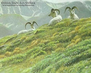 Mountain Meadow - Dall Sheep