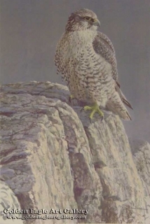 Mountain Monarch - Gyrfalcon