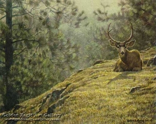 Mule Deer Resting