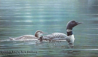 Muskoka Lake - Common Loons