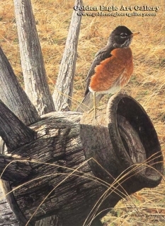 New Season - American Robin