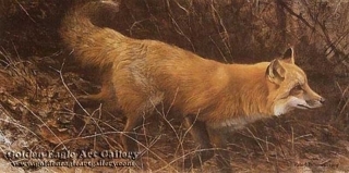 On the Move - Red Fox