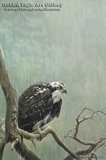 Osprey in the Rain