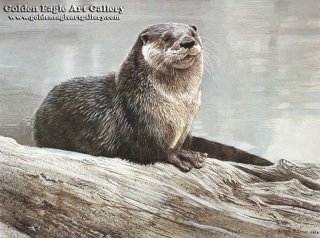Otter Study