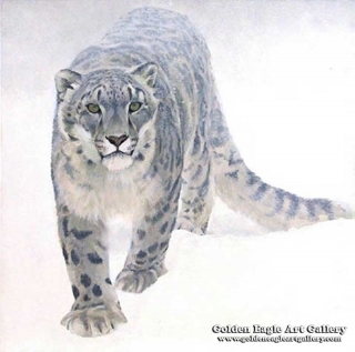 Out of the White - Snow Leopard