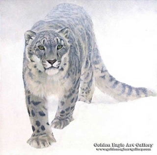 Out of the White - Snow Leopard