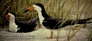 Pair of Skimmers