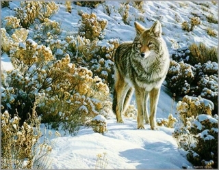 Winter Sage - Coyote