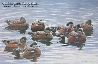 Peaceful Flock - American Wigeon