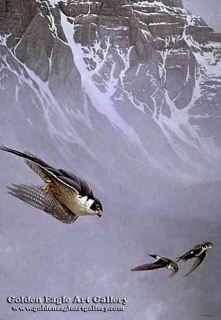 Peregrine Falcon and White-Throated Swifts