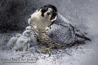 Peregrine And Young