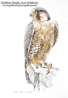 Peregrine Falcon