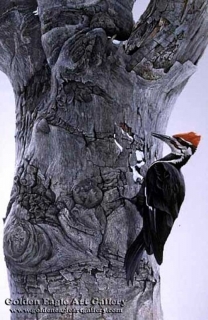 Pileated Woodpecker on Beech Tree