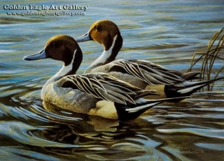 Pintails In Spring