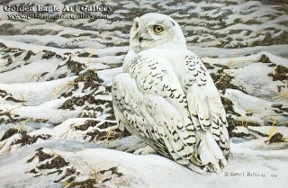 Plowed Field - Snowy Owl