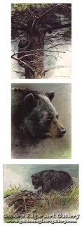 Predator Portfolio : Black Bears