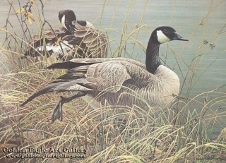 Preening Pair - Canada Geese