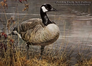 Pride Of Autumn - Canada Goose