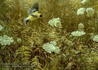 Queen Annes Lace & American Goldfinch