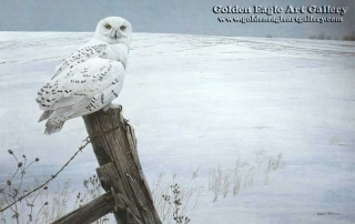 Ready for the Hunt - Snowy Owl