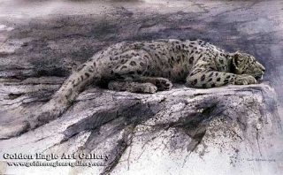 Reclining Snow Leopard