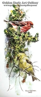 Red Crossbills