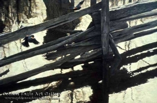 Red-Winged Blackbirds and Rail Fence