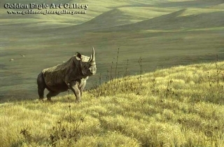 Rhino at Ngoro Ngoro
