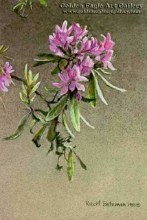 Rhododendron Study