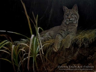 Riverbank Retreat - Bobcat