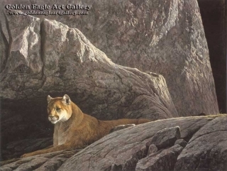 Rocky Wilderness - Cougar