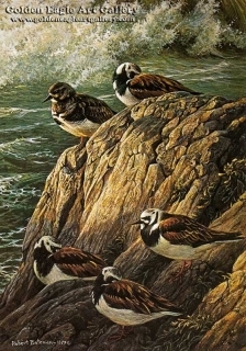 Ruddy Turnstones