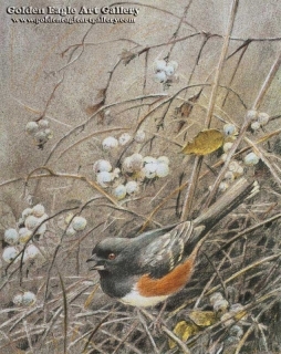 Rufous-Sided Towhee and Snowberry