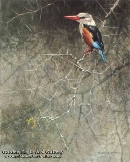 Sappi - Greyhooded Kingfisher