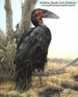 Sappi - Ground Hornbill