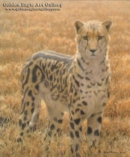 Sappi - King Cheetah