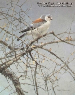 Sappi - Pygmy Falcon