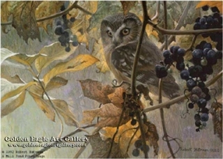 Saw-Whet Owl and Wild Grapes