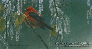 Scarlet Tanager and Alder Blossoms