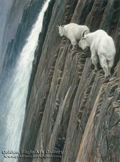 Sheer Drop - Mountain Goats